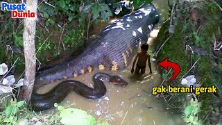 MONSTER Sungai Amazon !!! Inilah 5 Hewan Buas di Sungai Amazon