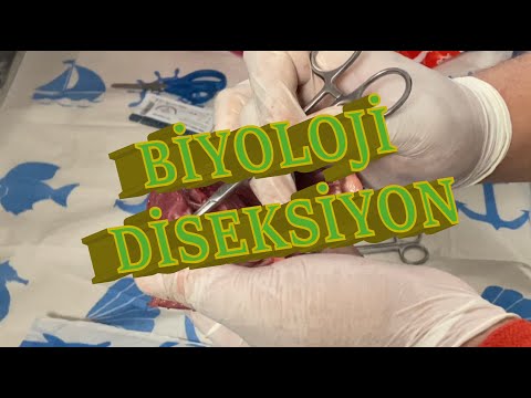 11.Sınıf Biyoloji - Koyun Kalbi ve Böbreği Diseksiyonu ve Cerrahi Sütür Atma