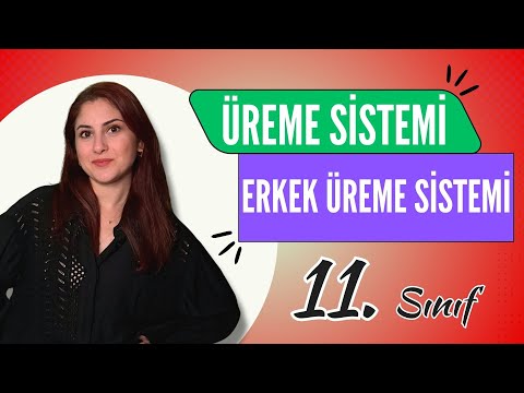 31) ERKEK ÜREME SİSTEMİ | 11. SINIF | AYT BİYOLOJİ DERS NOTLARI 2024