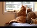 人間みたいな猫〜窓辺に座って寛ぐ猫 Cats human-like  Cat sits on the windowsill  looking out the window at the relax