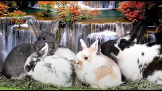 4K WATERFALL 🍁 Fall LEAVES + BUNNIES ✨🐰✨ Relaxing Ambient White Noise ASMR ✨ADORABLE Rabbit Colony✨ by Cosmic BUNNIES 924 views 1 year ago 1 hour, 47 minutes