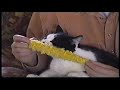 😍😅🐱 Cat Who Loves Sweet Corn (Corn On The Cob) 😍😅🐱