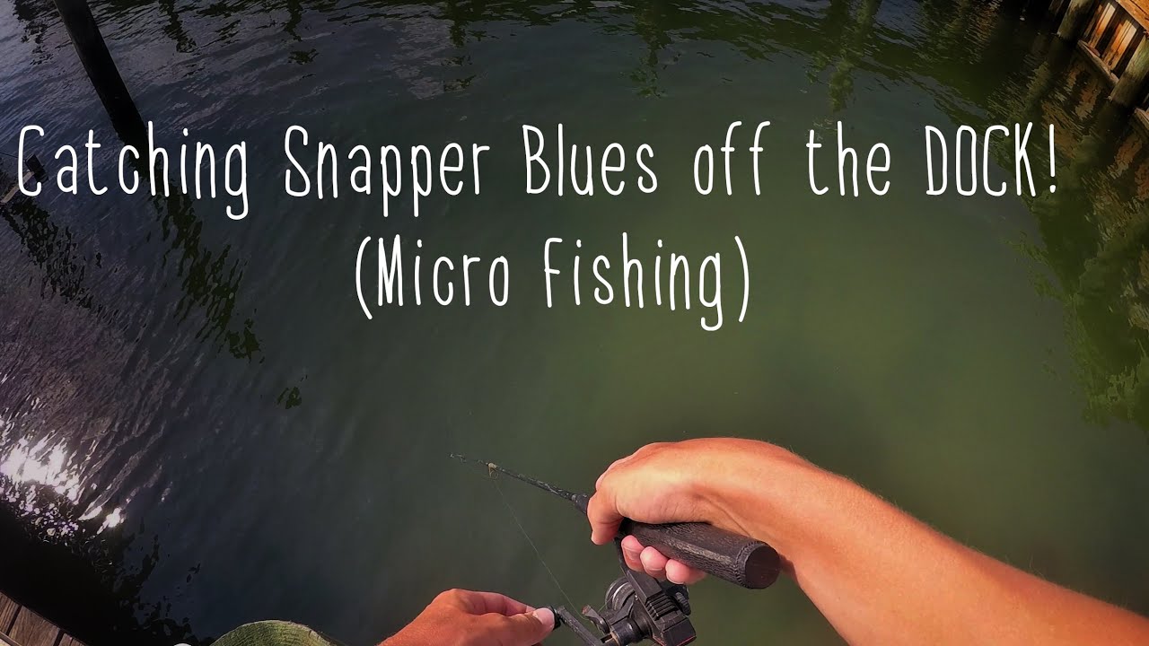 Catching SNAPPER Blues off the DOCK (micro fishing) YouTube
