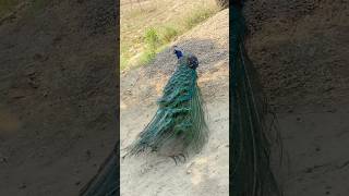 After long time morning at farm house 🏡 with lovely birds 🦅 #threebirds #shorts #foryou #birds #co