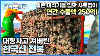 한국인들은 몰랐는데 일본에서 불티나게 팔리는 전남산 전복│3년 동안 완도에서 어민들이 피땀 흘려 키운 전복 출하하는 날│최상급 전복이 수출되는 과정│극한직업│#골라듄다큐