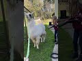 Cleaning a llama  shorts animalshorts llamas