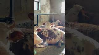 Gebe Düve Aldık 130 Bine