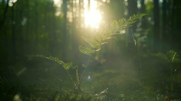 thick forest, sun, jungle, trees still life, landscape animated background video for Youtubers
