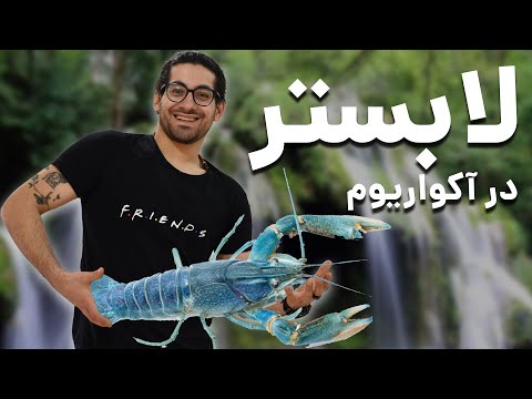 آموزش نگهداری لابستر در آکواریوم در کنار ماهی
