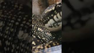 close encounters with rare python #python #rahukedhu #sarpam #snakes #venomous #dangerous