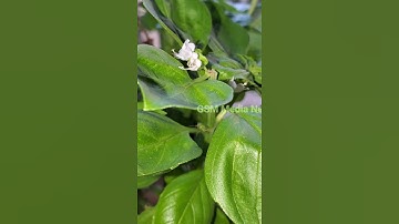 basil tree Aphids | insects that eat basil leaves | What Is Eating My Basil?