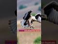 “Mind-Blowing Eagle Facts You Never Knew 🦅 | FACTRELLIA Shorts #EagleFacts #WildlifeFacts”