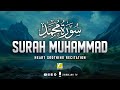 Surah muhammad   best quran recitation in the world  zikrullah tv