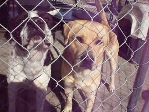 Pender County Animal Shelter - Yellow Labrador Retriever