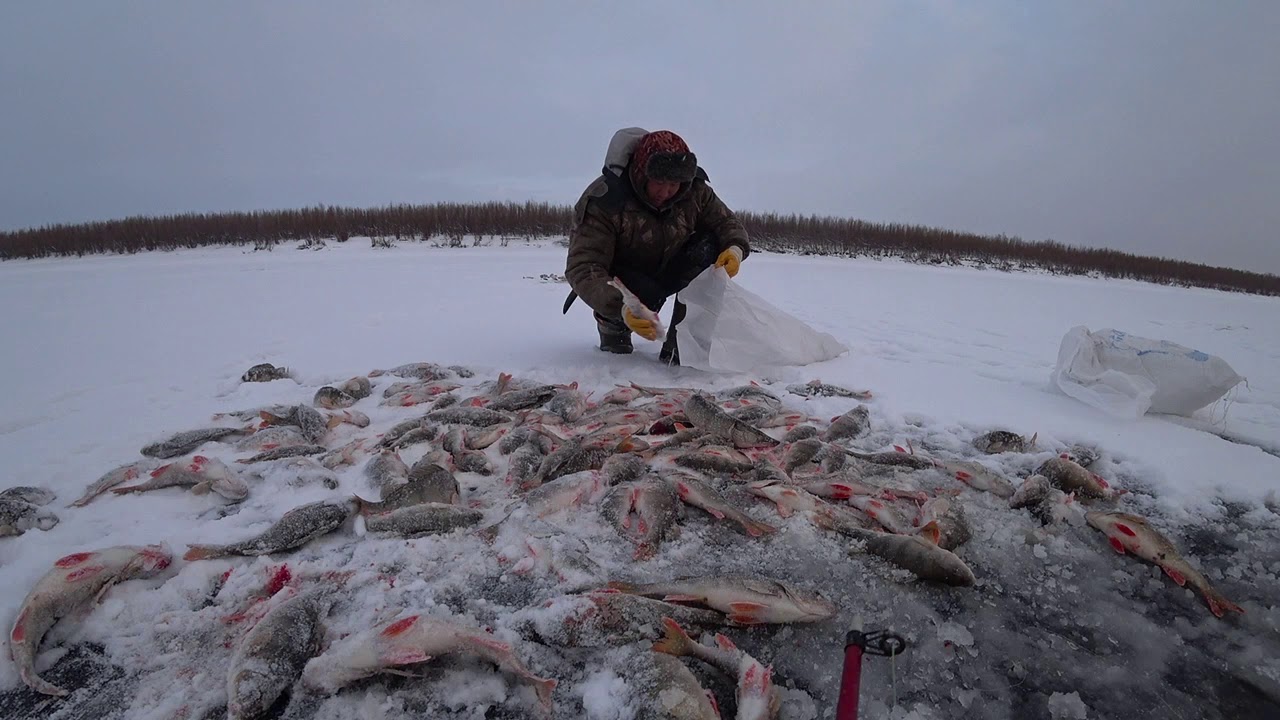 Финал рыбалки на окуня! Якутия Yakutia