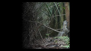 epic squirrels: slow motion jumps