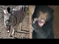 東山動物園の平和な日常