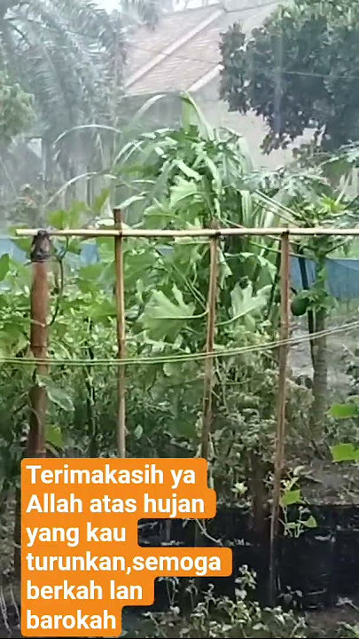 berkah hujan tanaman menjadi segar