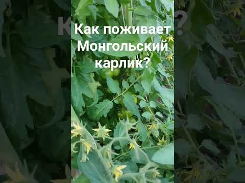 Как поживает монгольский карлик?