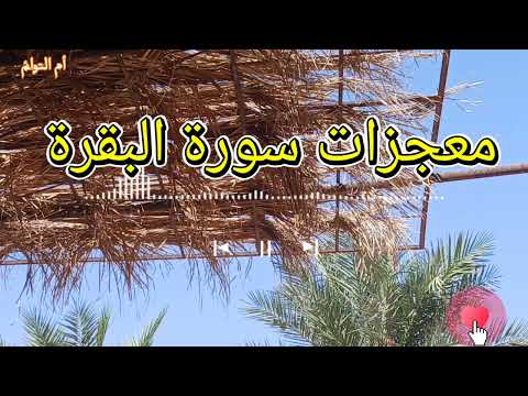 قصة واقعية ومعجزة حقيقية ترويها متصلة والسبب سورة البقرة سورة البقرة اكسبلور  قصة واقعية ومعجزة حقيقية ترويها متصلة والسبب سورة البقرة سورة البقرة اكسبلور