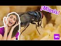 ¿Qué pasa si como larvas de mosca?