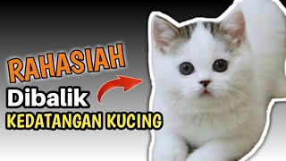 Download Lagu Tanda Kucing Datang Kerumah, Ternyata Ada Rahasiah Dibaliknya MP3 Download Lagu Tanda Kucing Datang Kerumah, Ternyata Ada Rahasiah Dibaliknya MP3