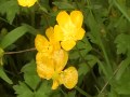 buttercup flower (Ranunculus