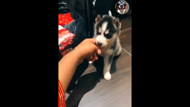 Husky luna  bite with red eye. funny dog | aww animal | 4 Ever Green | funny puppy | Funny Animals