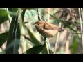 Reed Warbler Bird Call Bird Song Reed Warbler Bird Call Bird Song
