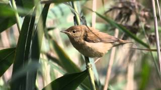 Reed Warbler Bird Call Bird Song screenshot 4