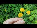 Arachis Pintoi menyuburkan tanah • Декоративный арахис улучшает плодородие • Leguminosae cover crop