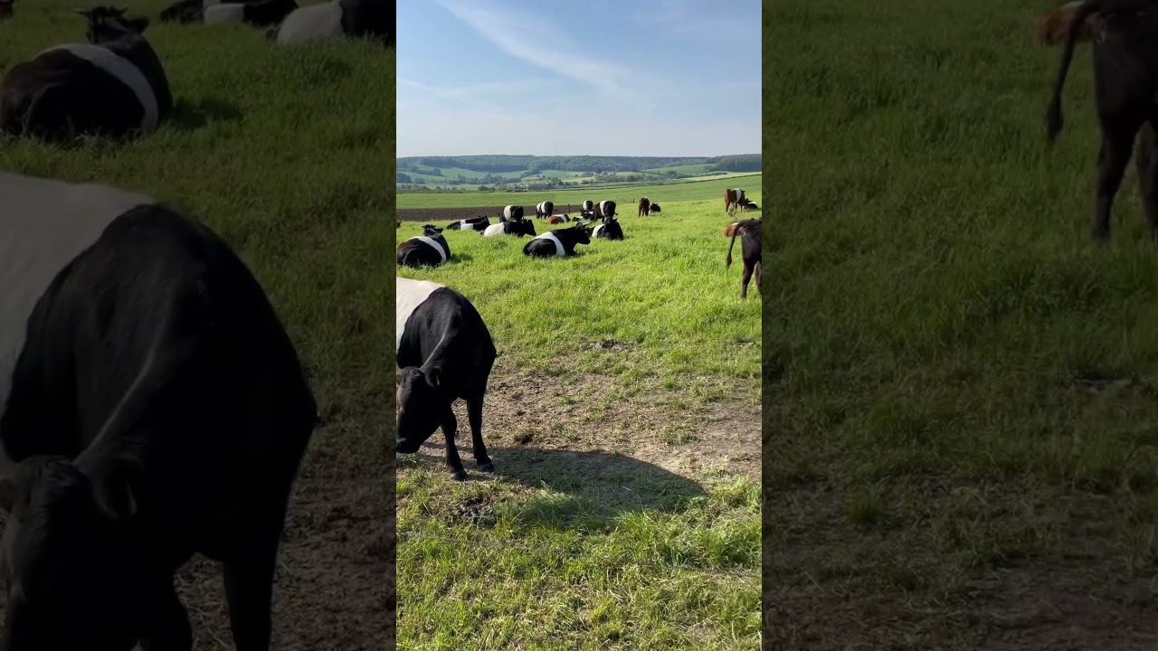 🐄 Moo-tifully Belted: The Fashionable Cows that Put the 'Belt' in Galloway 🇧🇪