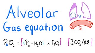 Alveolar Gas Equation | Lung Physiology