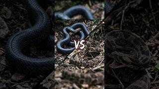 Rắn Đuôi Chuông Gặp "Cớm" Và Cái Kết Tái Mặt! 🐍🔥