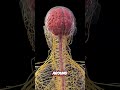 Your Body's Secret Control Center: The Nervous System REVEALED! #shorts