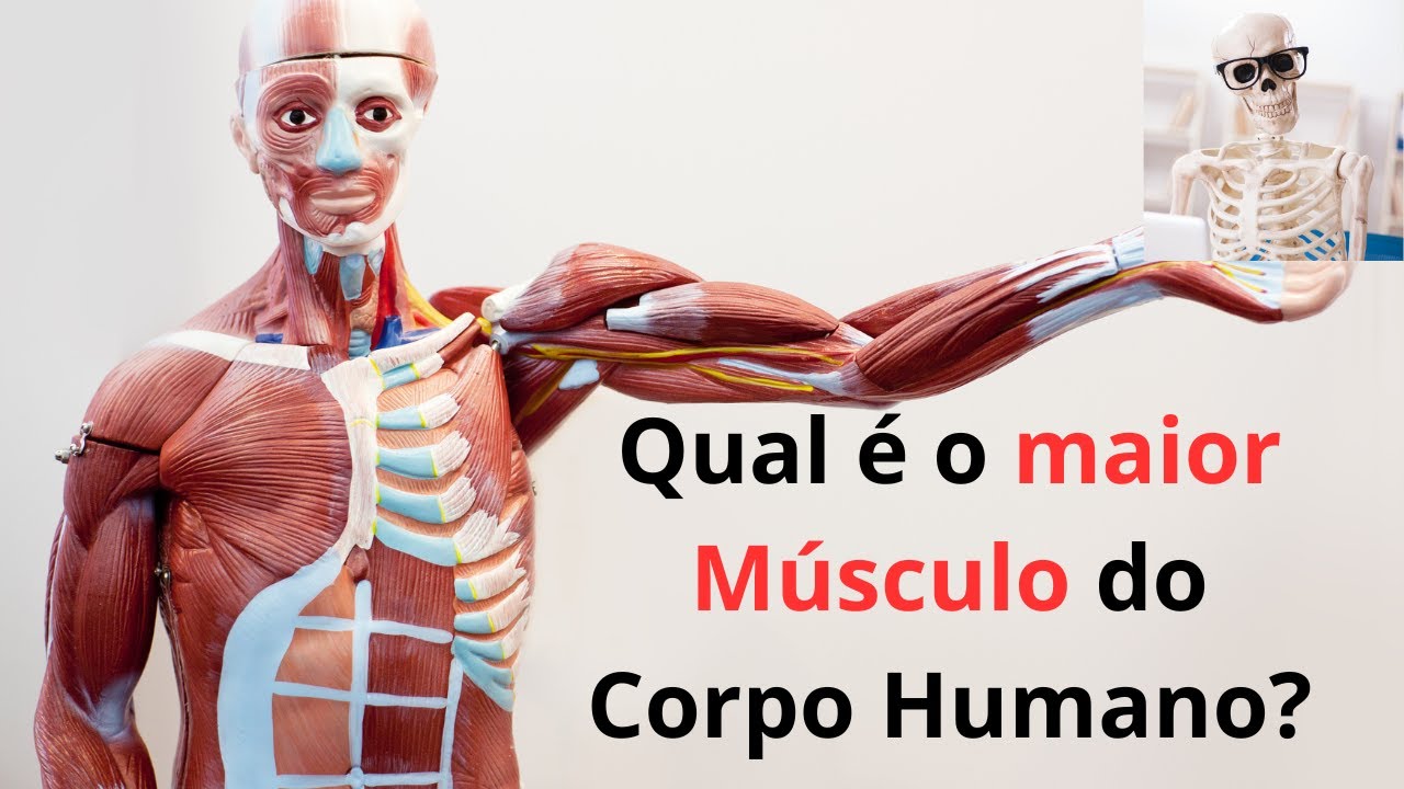 Qual é o maior Músculo do Corpo Humano? - YouTube