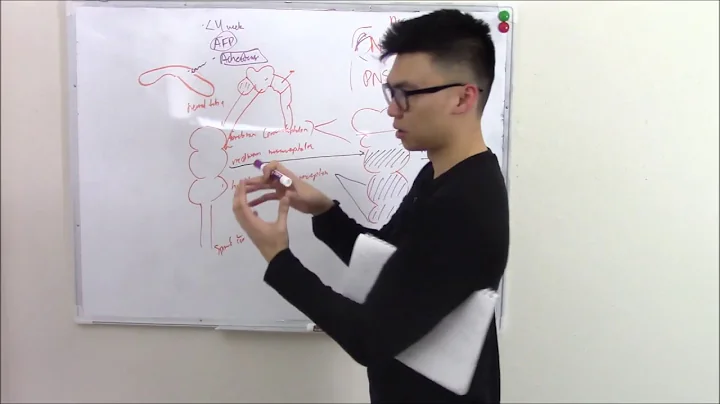 USMLE Neurology 1 Neuroanatomy Embryology