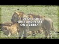 Pride Of Lions Hunt And Feast On A Zebra - Africa Safari | Centre Holidays