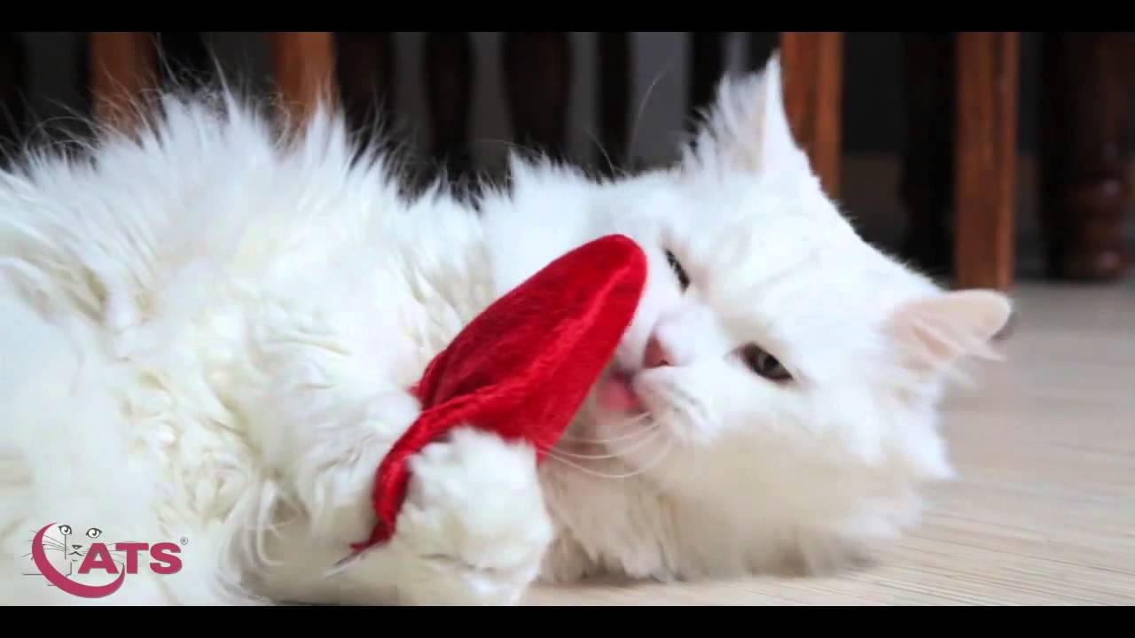 Ce Maine Coon Blanc Joue Avec Une Peluche En Cœur Youtube