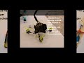 tiny whoop perfect prop height in the ducs #tinywhoop  #fpv #analog #rip #analogfpv