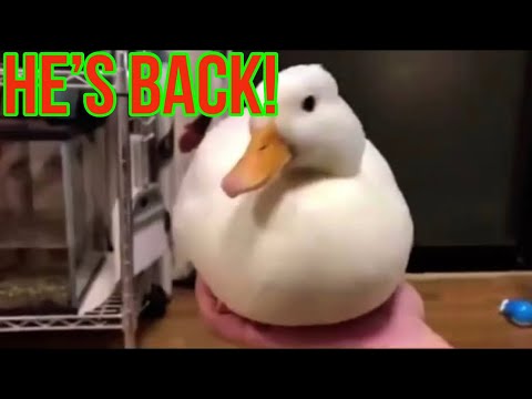 Duck REAPPEARS and quacks (duck quack and disappear meme) (duck disappears meme)