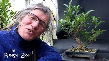 Pruning and Repotting My Ficus Cutting of a Cutting, The Bonsai Zone, Oct 2025