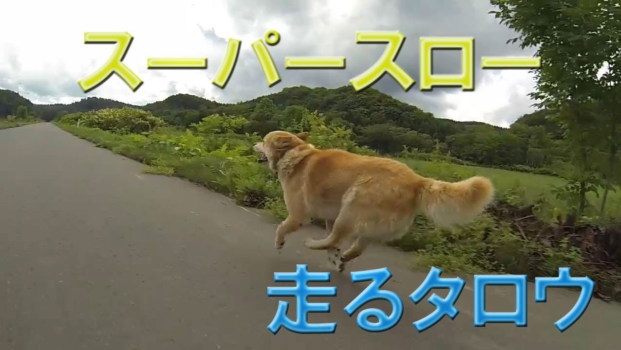 スーパースロー 走るタロウ Youtube