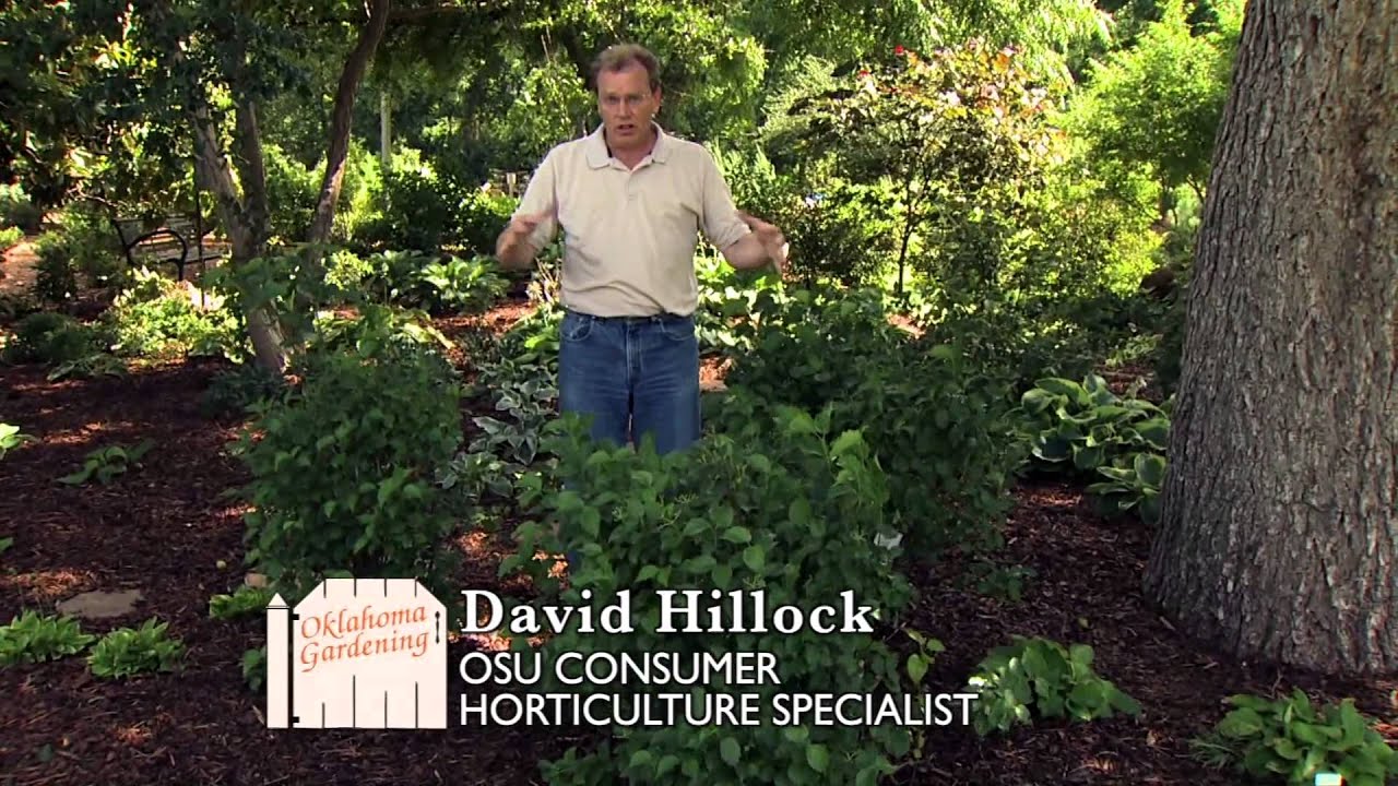 Oklahoma Proven Plants for 2014 YouTube