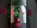 Nice roses