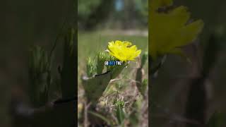 Send This To Someone You Wanna Pollinate