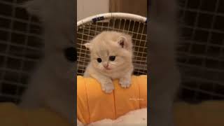 Kitten Melts Instantly When Gently Touched 😺🥺💞 #SoftKitten #cat #viral #cute #shorts
