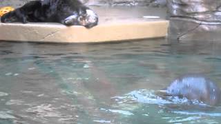 Sea Otter Summersaults