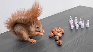 Squirrel Playing Bowling Squirrel Learns To Play Bowling Pushpaws