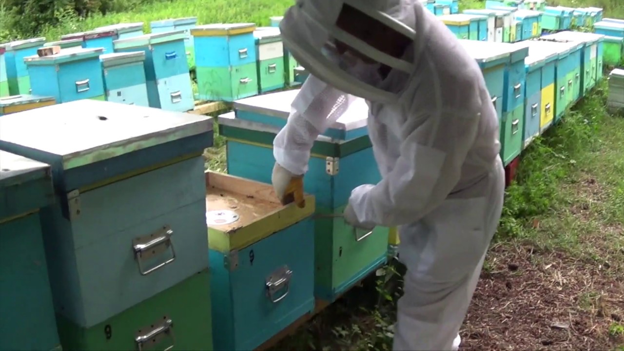 Apicultura Liberation Queen Bees from Transport Boxes BEE VLOGS